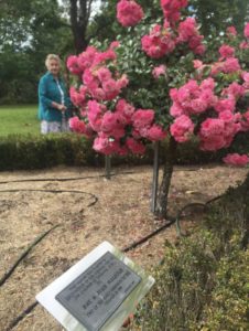 Photograph of Joan standing beside her flowering rose garden